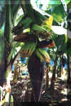 Bananier