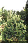Un cactus