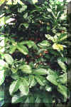 Caf