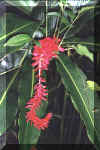 Une fleur tropicale