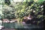 La fort tropicale