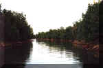 La mangrove