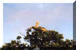 Un pelican dans la mangove
